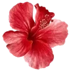 🌺