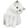 🐈‍⬛