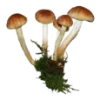 🍄