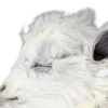 🐑