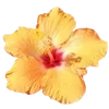 🌺
