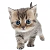 🐈