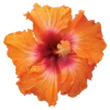 🌺