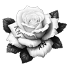 🌹