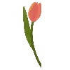 🌷
