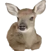 🦌