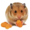 🐹