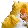 💛