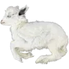 🐑