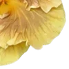 💛