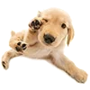 🐶