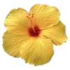 🌺