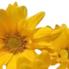 💛