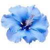 🌺