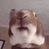 🐰