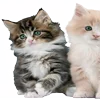 🐈