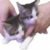 🐈