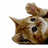 🐈