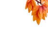 🍂