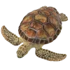 🐢