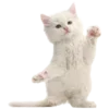 🐱