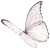🦋