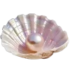 🐚
