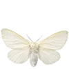 🦋