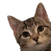 🐱