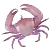 🦀