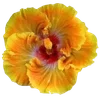 🌺