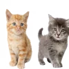 🐈