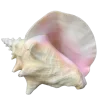🐚
