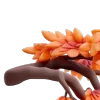 🍂