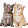 🐈