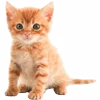 🐈