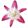 🌸