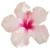 🌺