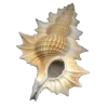 🐚