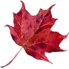 🍁