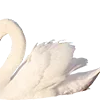 🦢