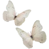 🦋