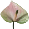 🌺