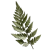 🌿