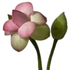 🌸