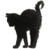🐈‍⬛️