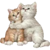 🐈