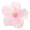 🌸