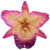 🌺
