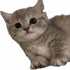 🐈